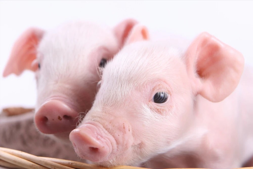 丁酸鹽對斷奶仔豬生長性能和腹瀉的影響